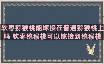 软枣猕猴桃能嫁接在普通猕猴桃上吗 软枣猕猴桃可以嫁接到猕猴桃上吗